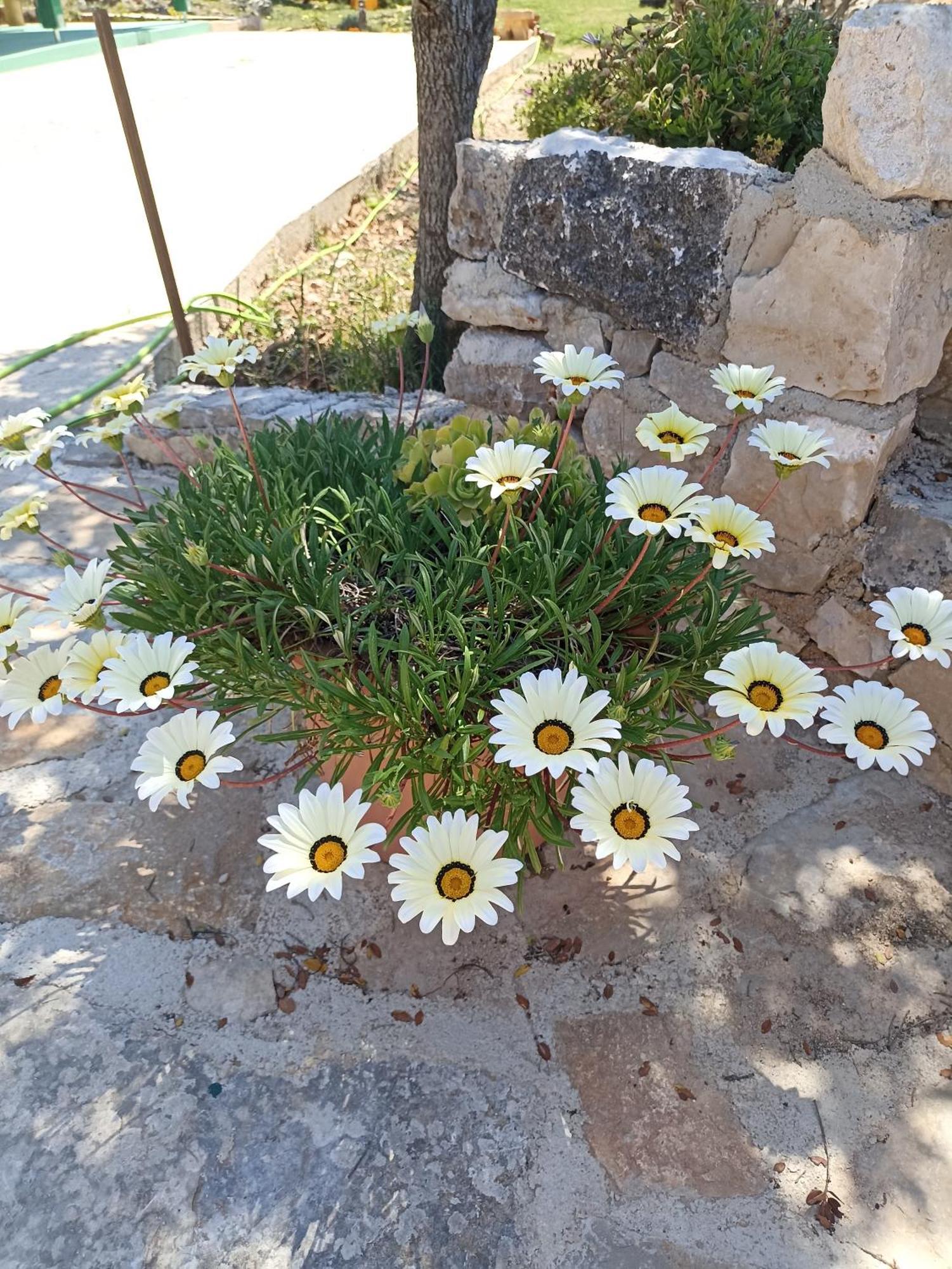 Appartement App Bonic à Veli Lošinj Extérieur photo