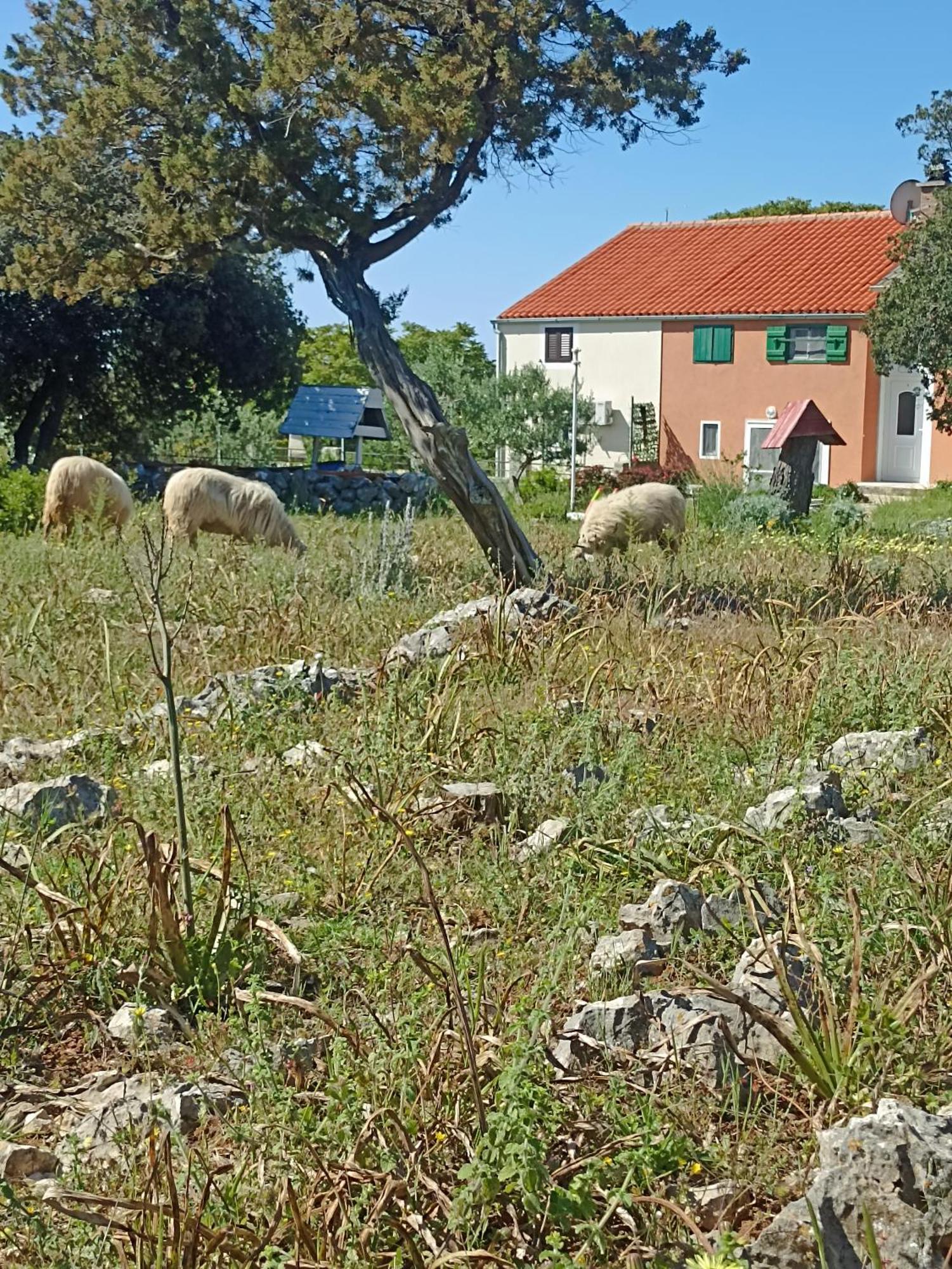 Appartement App Bonic à Veli Lošinj Extérieur photo